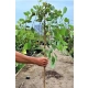 WIERZBA IWA Pendula zwisajaca Pakiet 5 sztuk żywopłot - sadzonki 140 / 160 cm